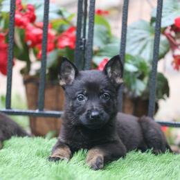Vera - Bi-color female German Shepherd puppy in Philippi, West Virginia from Vom Haus Highlands