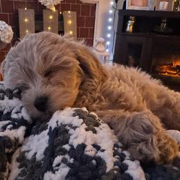 Goldendoodles from Luccisgoldendoodles