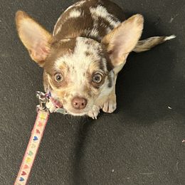 Chihuahua Puppies from Sasha’s Elite Kennel LLC