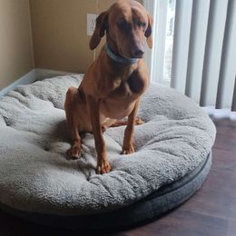 Zora - Vizsla
