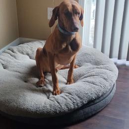 Zora - Vizsla