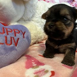 Yorkshire Terrier Puppies from Galaxy Kennel
