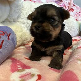 Yorkshire Terrier Puppies from Galaxy Kennel