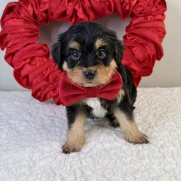 Hans - Black tri-color male Aussiedoodle puppy in Adams, Nebraska from Boxcar Doodles and Poodles
