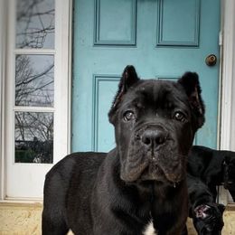 Cane Corso Puppies from Altiere Cane Corso
