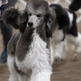 Kash - Poodle