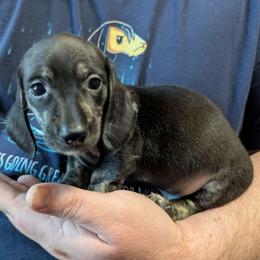 2 Ziggy - Black and cream male Dachshund puppy in Central Point, Oregon from MRS Long Dog Ranch