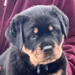 Rottweiler puppies from Darkstarr Rottweilers