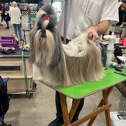 Cookie - Shih Tzu