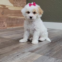 Beth - White female Cavapoo puppy in Missouri from KDK Missouri Miniature Poodles