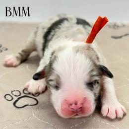 Orange collar - Blue merle male Miniature Australian Shepherd puppy in Brooker, Florida from Triple Branch Aussies