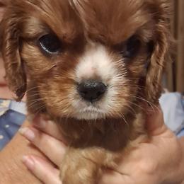 Ruby - Ruby female Cavalier King Charles Spaniel puppy in Longview, Texas from Casanova Cavalier King Charles Spaniels