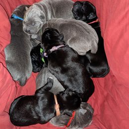 Cane Corso Puppies from Smokehouse Cane Corso