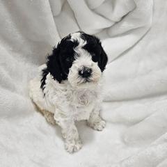 Rainier - Parti male Poodle puppy in Puyallup, Washington from Pure Parti Poodles