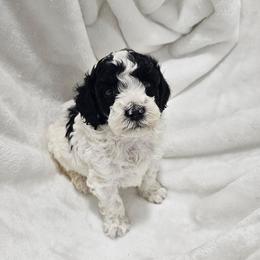 Rainier - Parti male Poodle puppy in Puyallup, Washington from Pure Parti Poodles