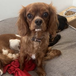 Sierra - Cavalier King Charles Spaniel