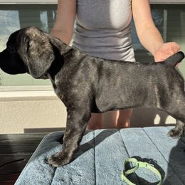 Crazy Daisy, Girl 1 - Cane Corso puppy from Northgold Cane Corso
