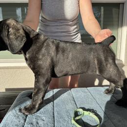 Crazy Daisy, Girl 1 - Cane Corso puppy from Northgold Cane Corso