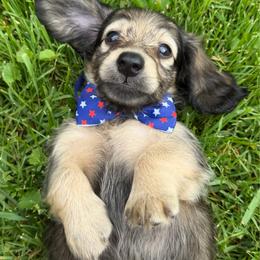Uno - Cream male Dachshund puppy in Michigan from Hidden Haven Dachshunds