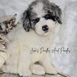 Cheer - Blue merle and white female Sheepadoodle puppy in Cleveland, Georgia from Jam's Doodles And Poodles