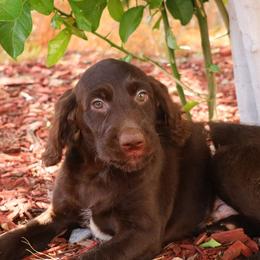 Rolo - Chocolate male Labradoodle puppy in Apache Junction, Arizona from Loving Doodle