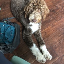 Aussiedoodle All Grown Up from Sand Hill Aussies and Doodles