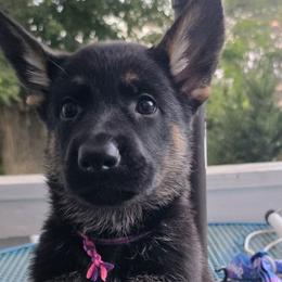 Pink Purple collar - Black and red female German Shepherd puppy in Salisbury, Massachusetts from Ryanhaus Kennel