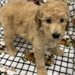 Cooper - Apricot male Goldendoodle puppy in Maricopa, Arizona from AZ Designer Goldendoodles