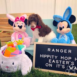 Poodle Puppies from The Parti Collection