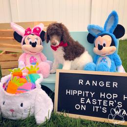 Poodle Puppies from The Parti Collection