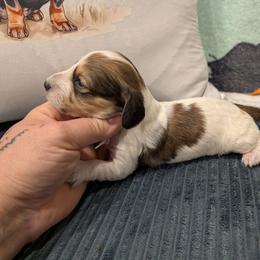 Bo - Piebald male Dachshund puppy in Barnard, Missouri from KB Doxies