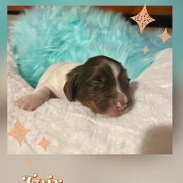 Twix - Chocolate and tan male Dachshund puppy in Louisa, Kentucky from Mini Doxies of Eastern KY