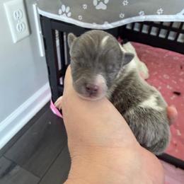 Blue Sable - Blue sable male Pomeranian puppy in Cheektowaga, New York from Luxe Legacy Pomeranians