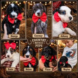 Bernedoodle puppies from Ivey's Poodles & Doodles