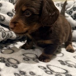 Jack - Chocolate and tan male Dachshund puppy in Plumas Lake, California from Royal T Miniature Dachshunds