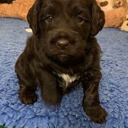 Australian Labradoodle Puppies from Charlotte Labradoodles