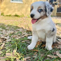 Angel - Miniature Australian Shepherd puppy from Sun & Moon Aussies