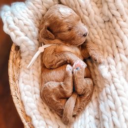 White Collar - Apricot female Goldendoodle puppy in Corona, California from West Coast Goldendoodles