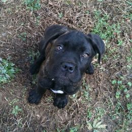 Cane Corso and Shetland Sheepdogs from Redemption Kennels