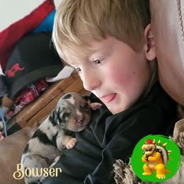 Miniature Australian Shepherd Puppies from Wonderland Aussies