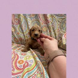 AKC Standard poodle Ariel - Apricot female Poodle puppy in Harrisburg, Arkansas from Ransone’s Ridge Runners Poodles and Doodles