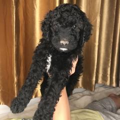 Goldendoodle and Irish Doodle Puppies from PollyWally Doodle