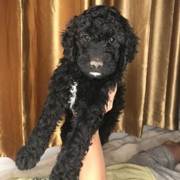 Goldendoodle and Irish Doodle Puppies from PollyWally Doodle