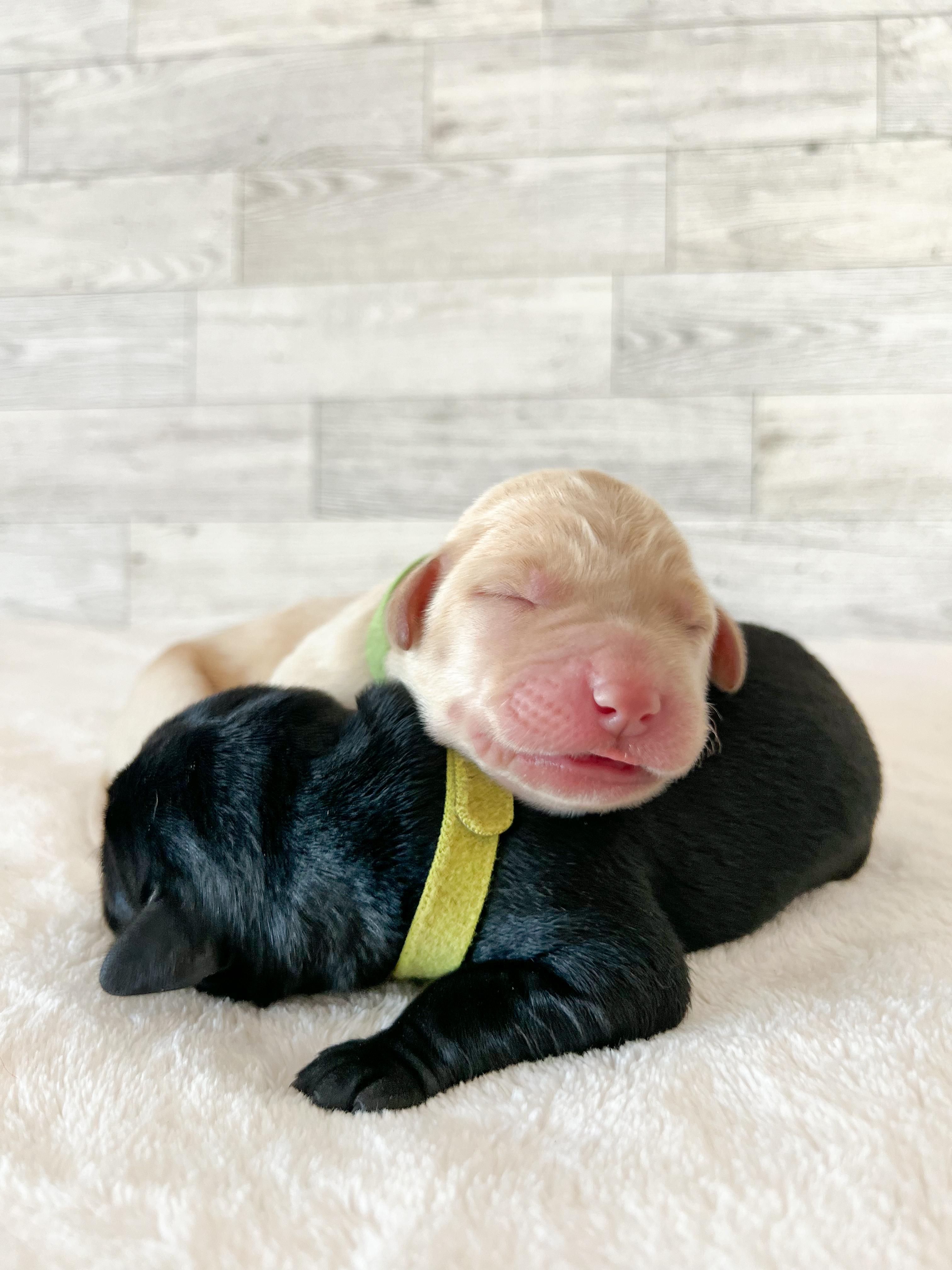 Gunmetal Labs in Arizona Labrador Retriever and Dilute Retriever