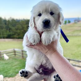 Mr. Blue - Light golden male Golden Retriever puppy in Jasper, Tennessee from Suncoast Goldens