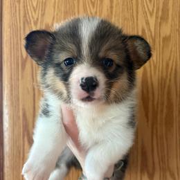River - Sable male Pembroke Welsh Corgi puppy in Springfield, Missouri from Taylor