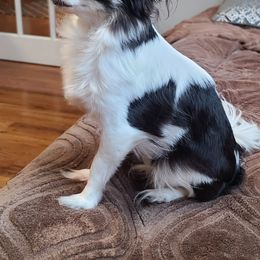 Eevee - Chihuahua