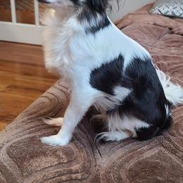 Eevee - Chihuahua