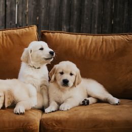 Golden Retriever Puppies from Rosemary Goldens