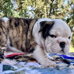 Peach - Brindle female Bulldog puppy in Ranger, Texas from Select Bulldogs